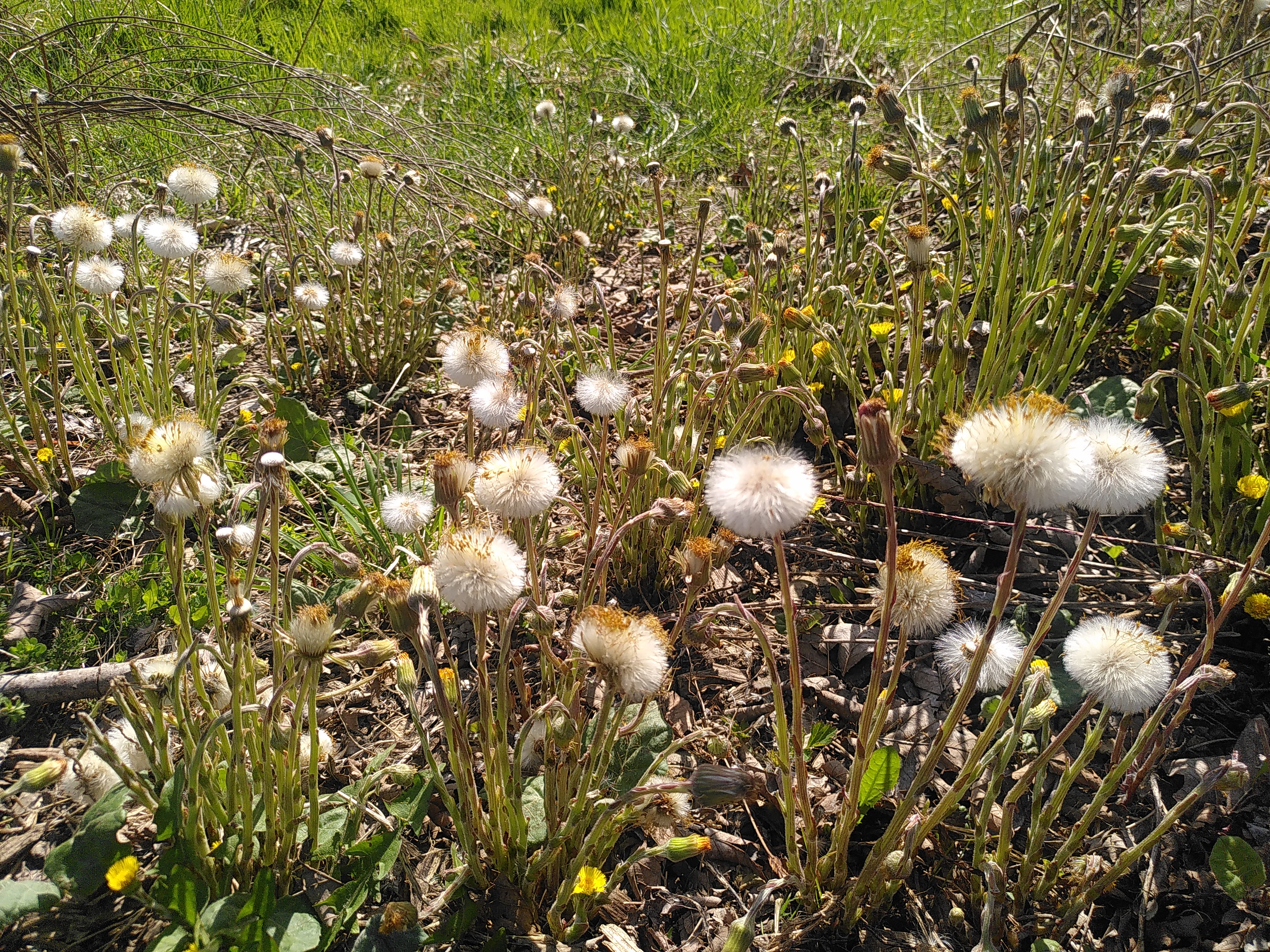 Die etwas andere Pusteblume